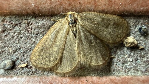 Bijugis bombycella