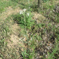 Hymenopappus artemisiifolius