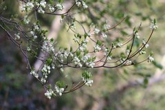 Enkianthus perulatus
