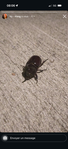 European Rhinoceros Beetle