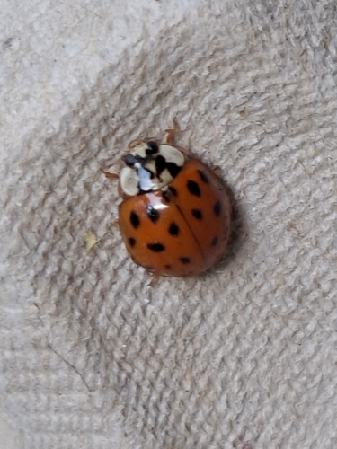 Asian Lady Beetle