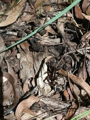Penalva flavocalceata