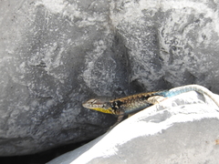 Sceloporus parvus