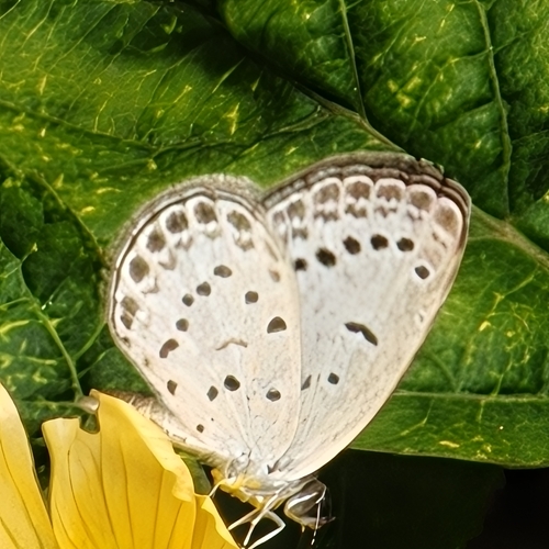 Pale Grass Blue