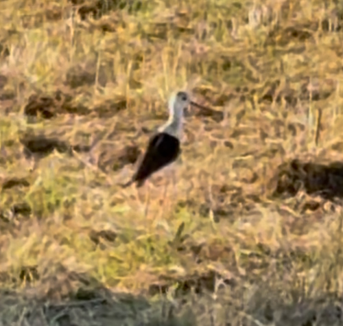 Black-winged Stilt