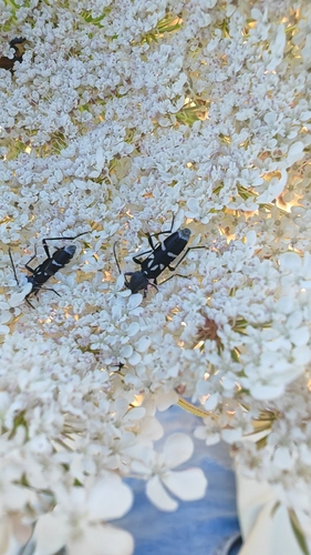 Chlorophorus pelleteri