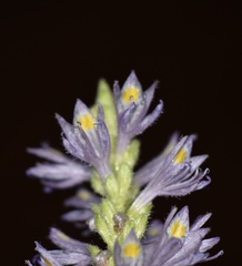 Pontederia sagittata