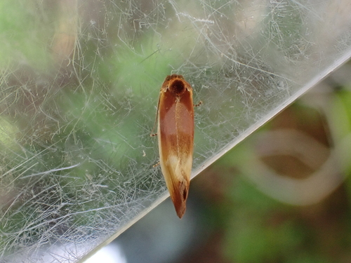 Ferruginous Eulia Moth photo 3