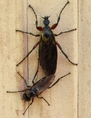 Bibio femoratus