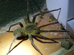 Phoneutria nigriventer