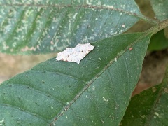 Prolophota trigonifera