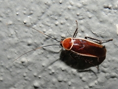Pseudomops septentrionalis