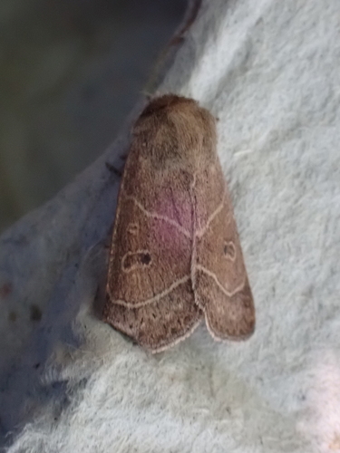 Sheathed Quaker photo 3