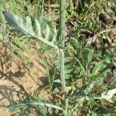 Hymenopappus artemisiifolius