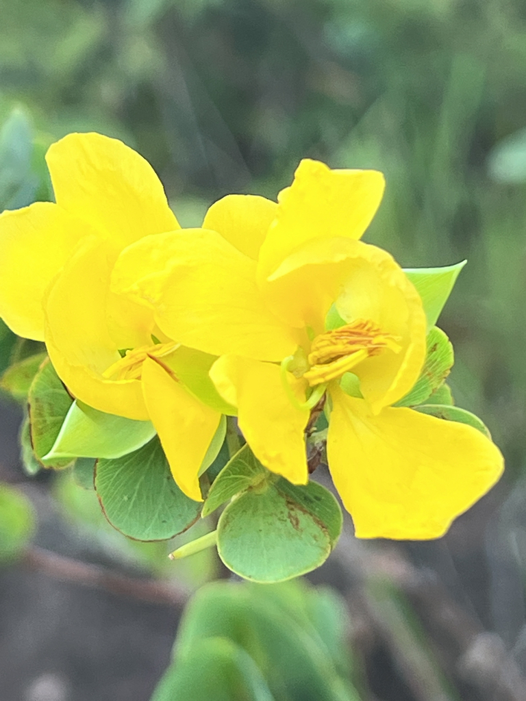 Chamaecrista transversa