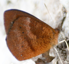 Lymanopoda confusa