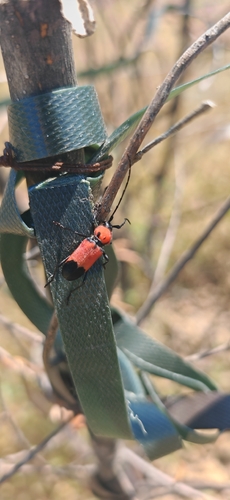 Purpuricenus desfontainii