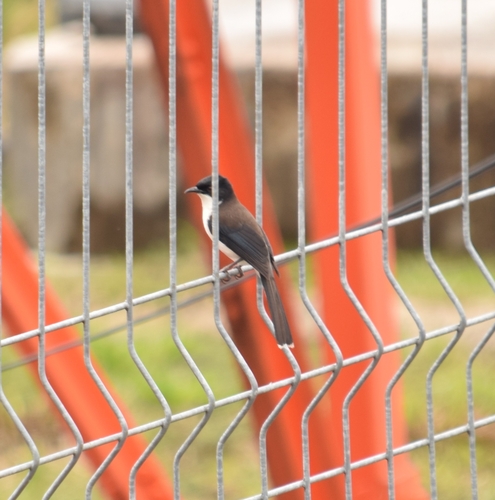 Dark-backed Sibia (Heterophasia melanoleuca), photo 4