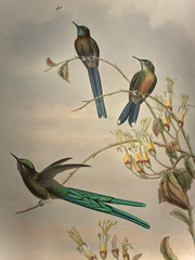 Scissor-Tailed Hummingbird photo 3