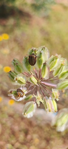 North African Striped Shieldbug