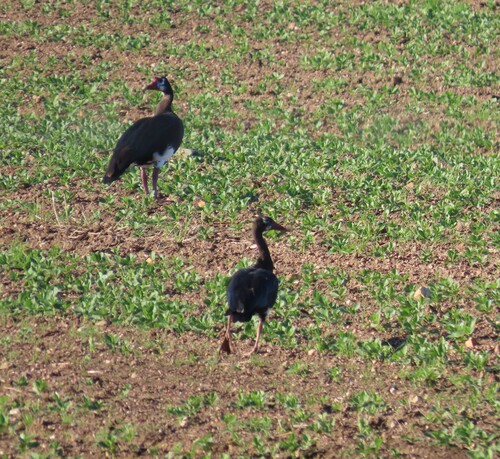 iNaturalist image