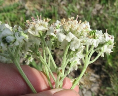 Hymenopappus artemisiifolius