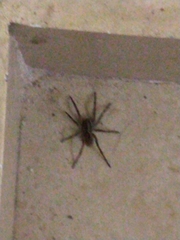 Lycosidae