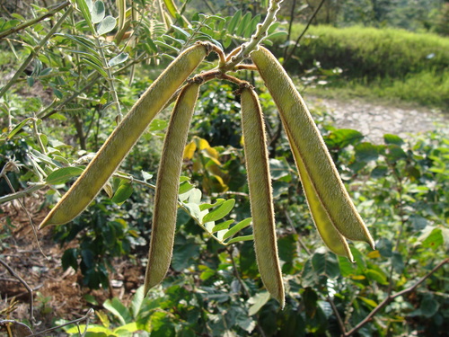 Image of Tephrosia vogelii by (c) Alexis López Hernández, some rights reserved (CC BY)