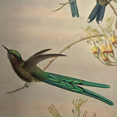 Scissor-Tailed Hummingbird photo 2