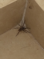 Lycosidae