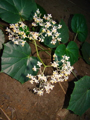 Begonia convolvulacea