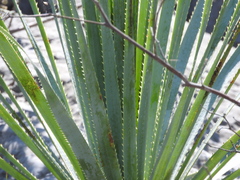 Dasylirion berlandieri