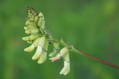 Astragalus propinquus