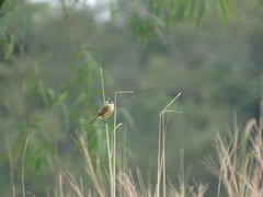 Culicivora caudacuta