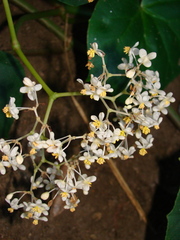 Begonia convolvulacea