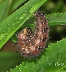 Junonia oenone oenone