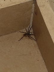 Lycosidae