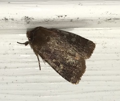 Cerastis tenebrifera