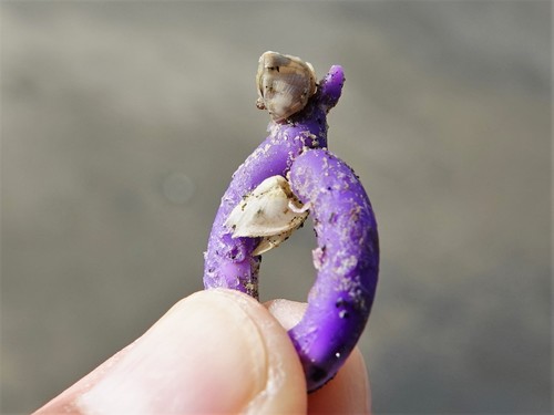 photo of Small Goose Barnacle (Lepas pectinata)