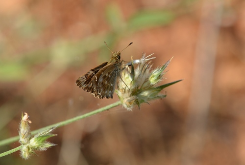 Mallow Skipper