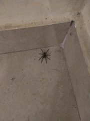 Lycosidae