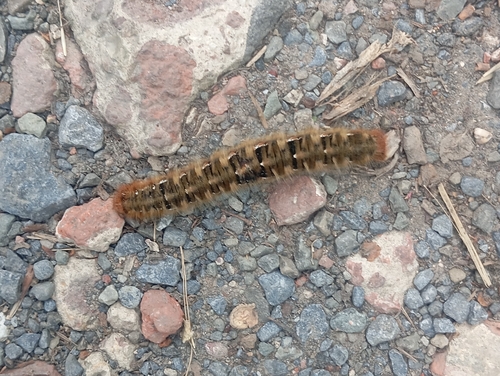 Oak Eggar
