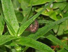 Junonia oenone oenone
