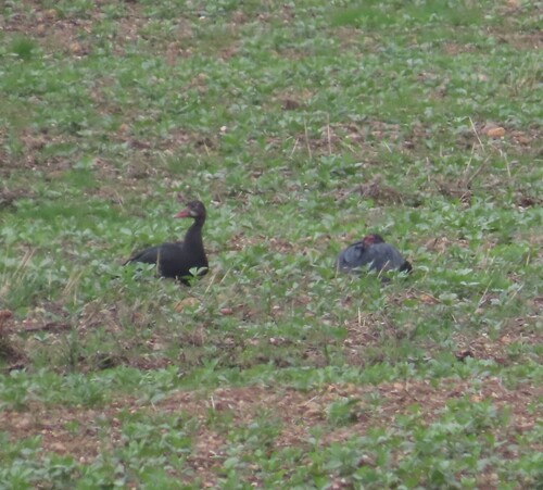 iNaturalist image