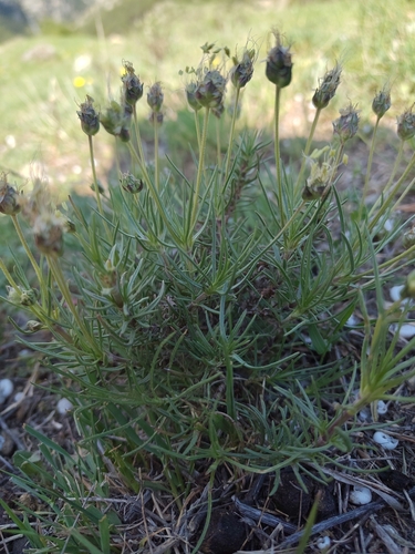 Plantago sempervirens, photograph 1