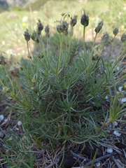Plantago sempervirens