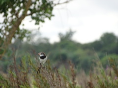 Alectrurus risora