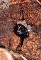 Hesperarion hemphilli