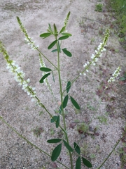 Melilotus albus