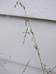 Ehrharta erecta